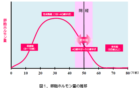 女性のライフサイクル